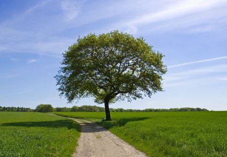 tree - nature, tree, field, cool