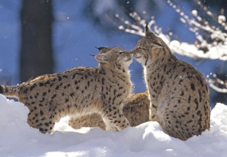 closeness - leopards, cool, animals, funny