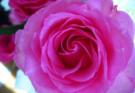 Pink Rose - flower, pink, nature, rose