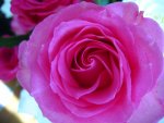 Pink Rose