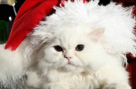 Holiday kitten - christmas, holiday, kitten, new year, cat