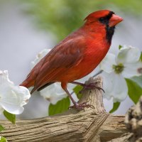 Red bird