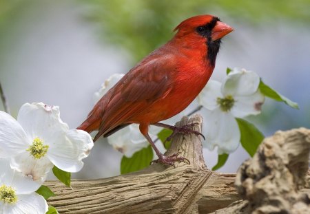 Red bird - animal, nature, bird, flower