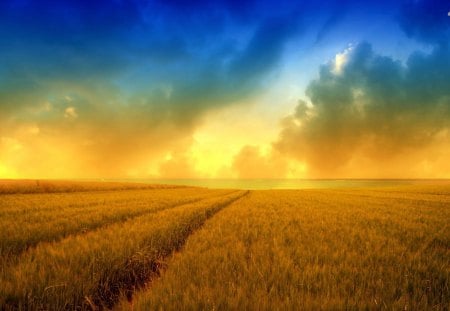 Wheat field - field, wheat, sunset, sky