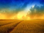 Wheat field