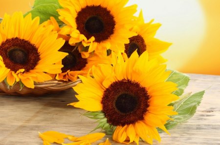 *** Sunflowers...*** - nature, yellow, snowflowers, flowers, color, flower