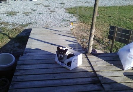 Dog In A Box - ramp, dog, box, country