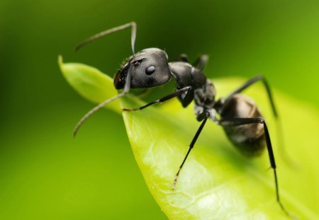 ant - ant, leaf, tree, rodents