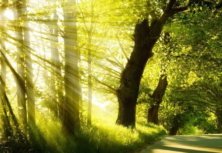 road covered by trees - road, covered, trees, sun