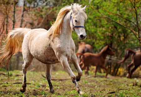 horses - run, horses, tree, fields