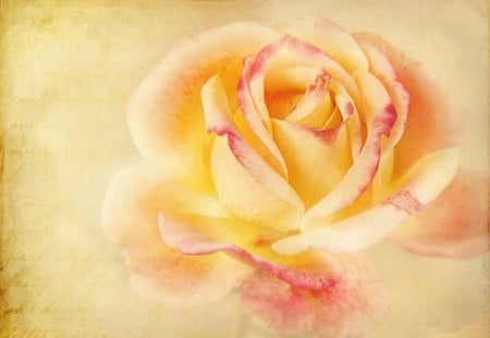 Vintage Rose - flowers, yellow, roses, vintage rose