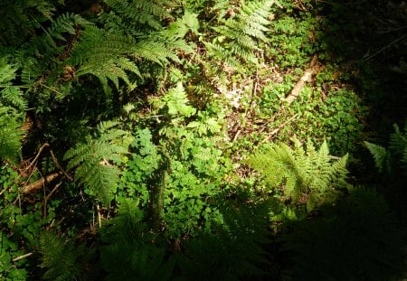 Retreat in forest - forest, fern, green, retreat