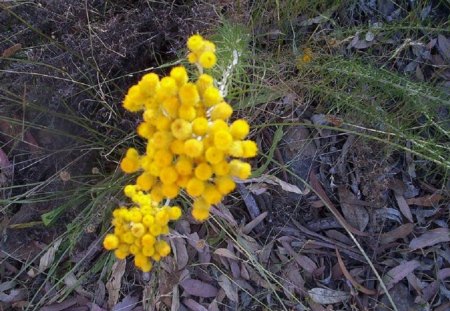 YELLOW FLOWER - australia, flowers, canberra, yellow