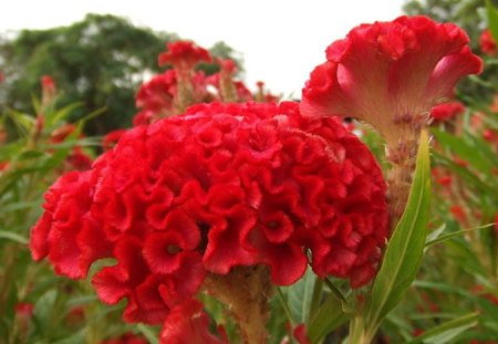 RED COCKSCOMB FLOWERS - pretty, flowers, nature, red