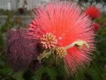 RED FLOWERS