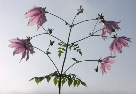 DAHLIA TREE - pretty, flowers, dahlia, tree