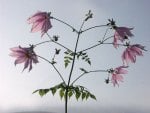 DAHLIA TREE