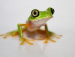 LEMUR LEAF FROG