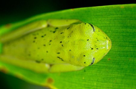 FROG ON LEAF - frog, leaf, pretty, green