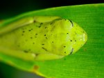 FROG ON LEAF