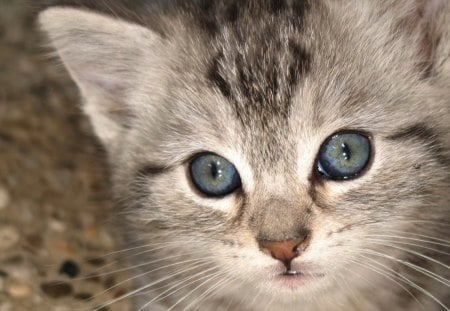 Cat - whiskers, fur, cat, eyes