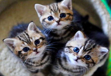 The ADORABLE THREE - pets, cute, kittens, animals