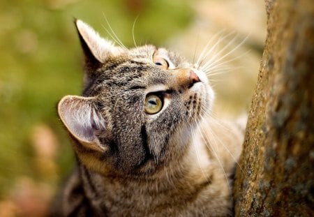 Cat - whiskers, fur, cat, eyes