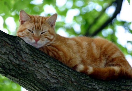 Cat - whiskers, fur, cat, eyes