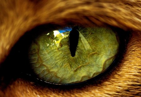 Cats Eye - fur, eye, green, cat