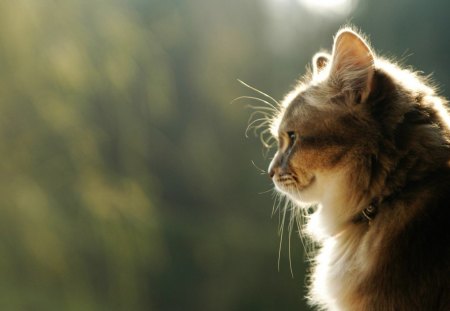 Cat - whiskers, fur, cat, eyes