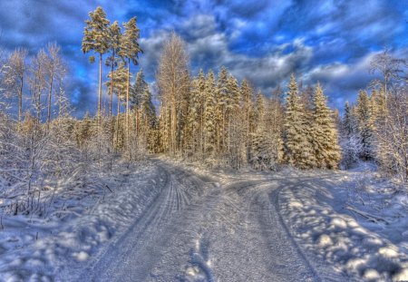 Winter road - pretty, magic, snowflakes, snow, light, countryside, holiday, kindness, frost, yard, nice, house, fence, village, frozen, ice, care, new year, deer, warmth, cabin, forest, alleys, home, meet, sky, cottage, mood, trees, winter, beautiful, snowy, roe, girl, lovely, tree, christmas, painting, cold, little, park