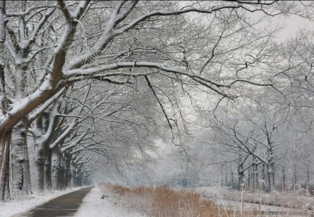 Winter road - cottage, new year, meet, magic, countryside, cold, holiday, frozen, snowy, little, fence, light, park, snowflakes, deer, forest, snow, beautiful, frost, cabin, nice, sky, trees, painting, home, pretty, mood, house, care, alleys, tree, ice, girl, winter, warmth, yard, lovely, christmas, village, kindness, roe