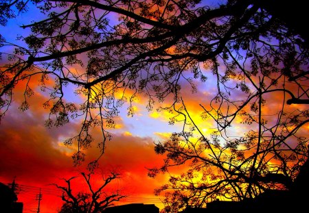 SUNSET SKY - trees, branches, sunset, colors, sky