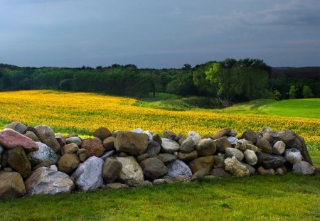 Sunflowers - picture, sunflowers, cool, in field