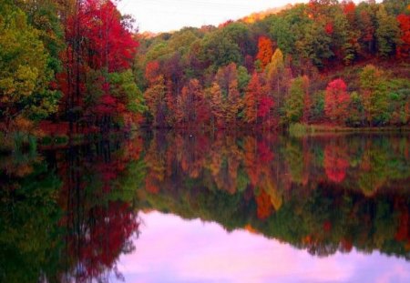 Autumn Trees - beautiful, trees, picture, autumn