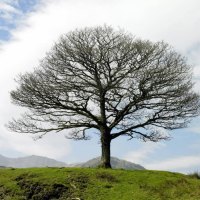 lone tree in lake district langdale england