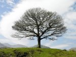 lone tree in lake district langdale england