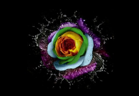 Multicolor Flower - picture, multicolor, flower, beautiful