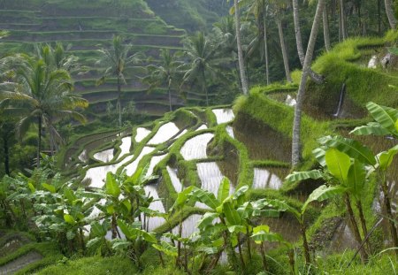 terraced rice paddies in bali indonesia - terraces, palms, mountains, fields