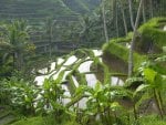 terraced rice paddies in bali indonesia