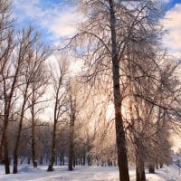 trees in winter