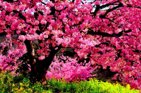 BEAUTY of SPRING - blossoms, spring, field, pink, tree