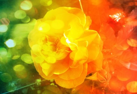 â™¥ ...~áƒ¦â™¥Yellow Roseâ™¥áƒ¦~... â™¥ - summer, rose, flowers, love, roses, yellow rose, orange, nature, green