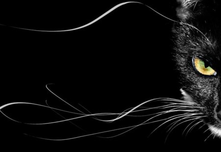 Cat - whiskers, fur, cat, eyes