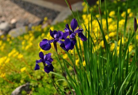 iris - flowers, nature, purple, iris