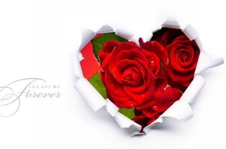 Red Roses - roses, red, nice, beauty, lovely, love