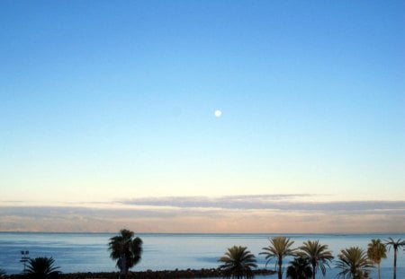 The sun sets - moon, sky, trees, sunset, nature, romantic, palmtrees, blue, green