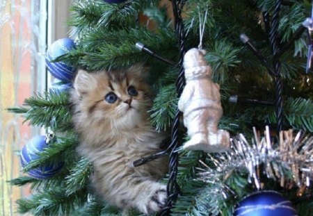 Christmas Kitty - cat, animals, christmas, kitty