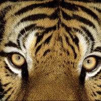 Eye Of The Tiger