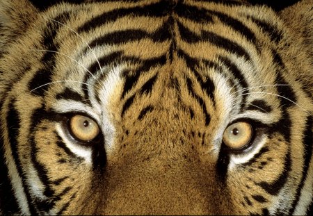 Eye Of The Tiger - bengal tiger, siberian tiger, tiger, eye of the tiger